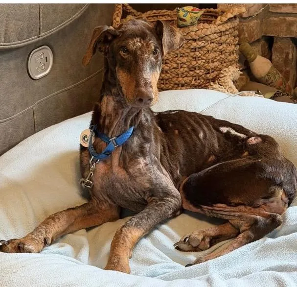 An adult medium-sized female Red / Chestnut / Orange Doberman Pinscher dog named Phoenix for adoption in Santa Rosa, CA