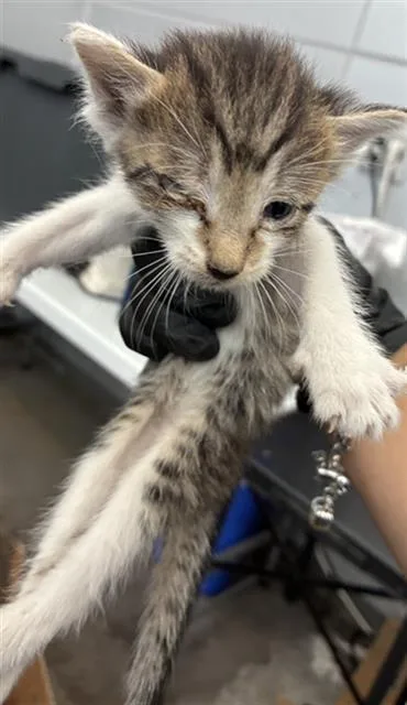 A baby medium-sized male Domestic Short Hair cat named Hugo for adoption in Dallas, TX