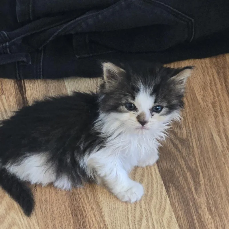A baby small-sized female Domestic Long Hair cat named Found co rd for adoption in Rochester, MN