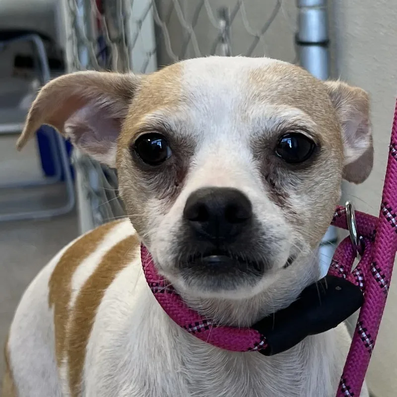 An adult small-sized female Brown / Chocolate Mixed Breed dog named 112137 for adoption in Las Cruces, NM