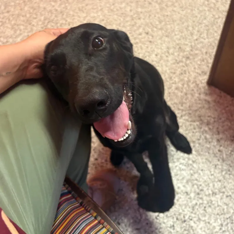 A young medium-sized female Black Labrador Retriever dog named Tessa U for adoption in Tupelo, MS