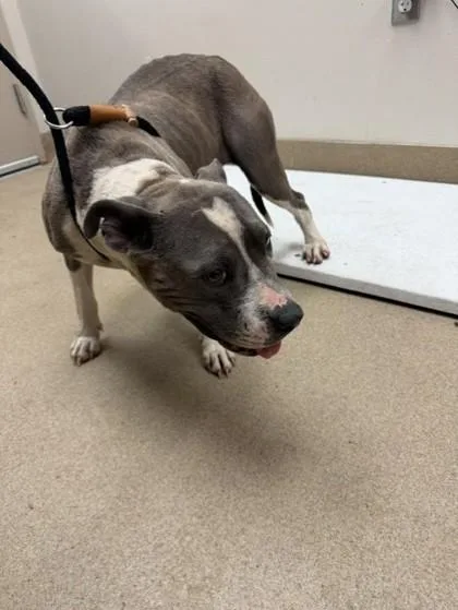 An adult medium-sized female American Staffordshire Terrier dog named Veronica Stray for adoption in Farmers Branch, TX