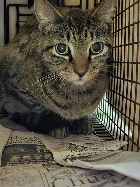An adult small-sized male Domestic Short Hair cat named V for adoption in San Antonio, TX