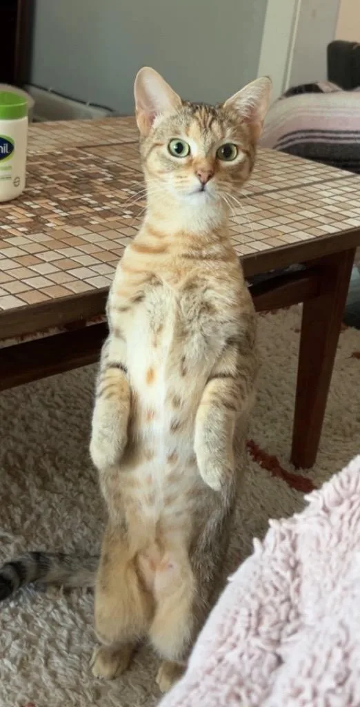 A young medium-sized female Tabby cat named Nyx for adoption in San Antonio, TX