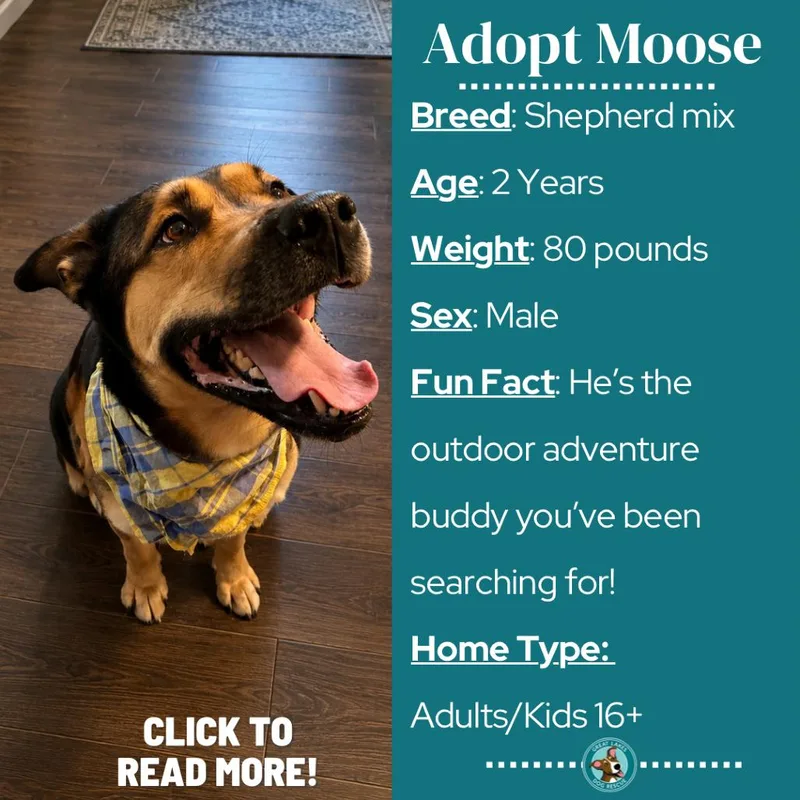 Moose thumbnail 6