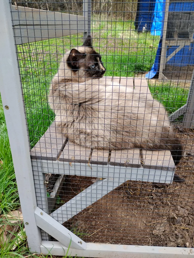 Cage  Cat