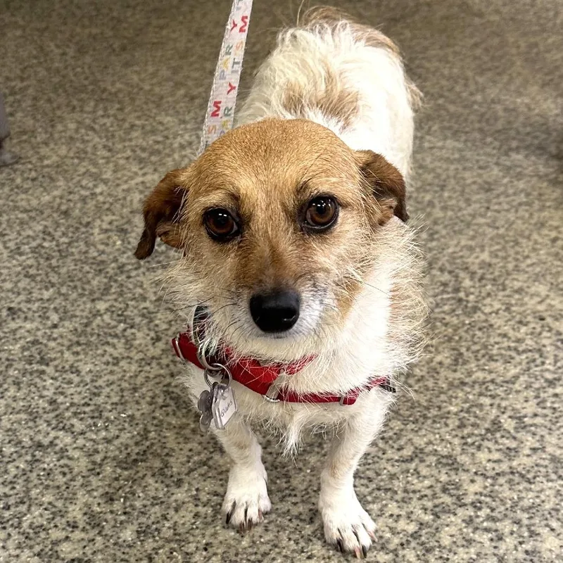 An adult small-sized female White / Cream Terrier dog named Gladis for adoption in Falls Church, VA
