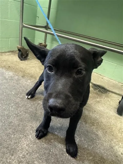 A baby small-sized male Pit Bull Terrier dog named Bam Bam for adoption in Sacramento, CA