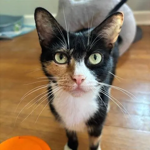 An adult medium-sized female Black Domestic Short Hair cat named Muppet for adoption in Gibsonia, PA