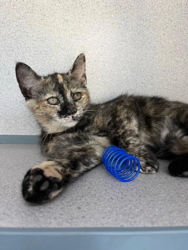 A baby small-sized female Domestic Short Hair cat named Jodie for adoption in Skillman, NJ