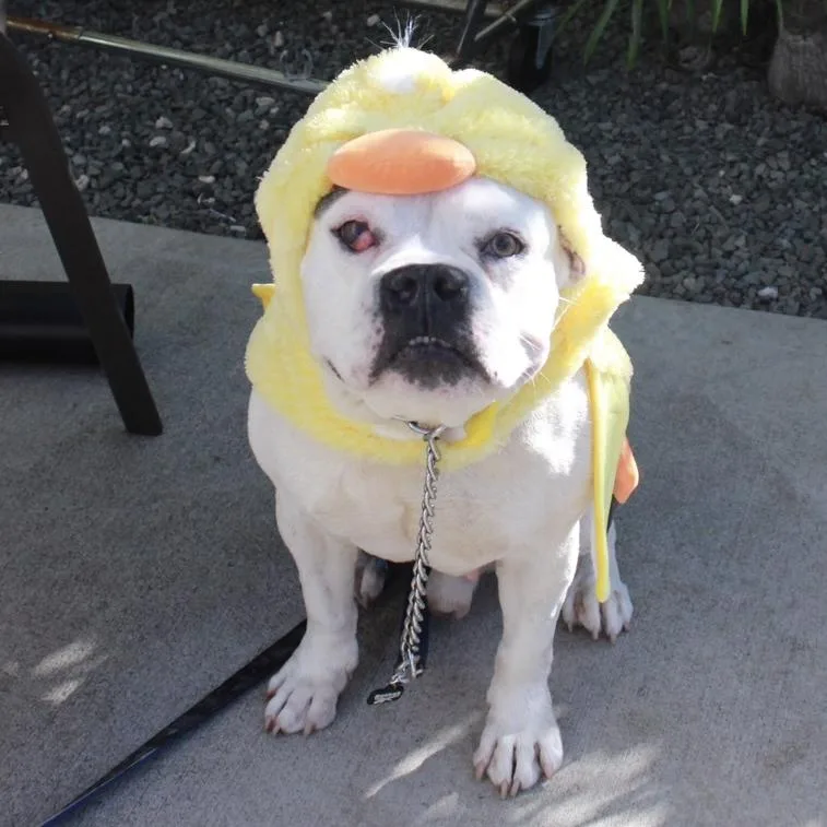 A senior medium-sized male White / Cream English Bulldog dog named Zen for adoption in Wahiawa, HI