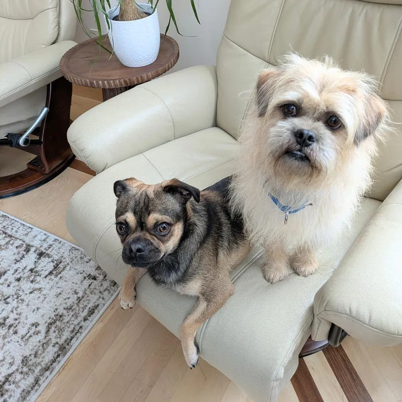 Denny Bonded To Mac thumbnail 6