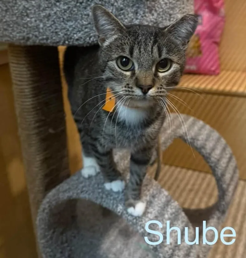 A young medium-sized female Domestic Short Hair cat named Shube for adoption in Reno, NV