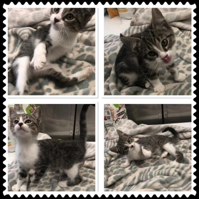 A baby small-sized male Tabby (Gray / Blue / Silver) Domestic Short Hair cat named Colin for adoption in Buckhannon, WV