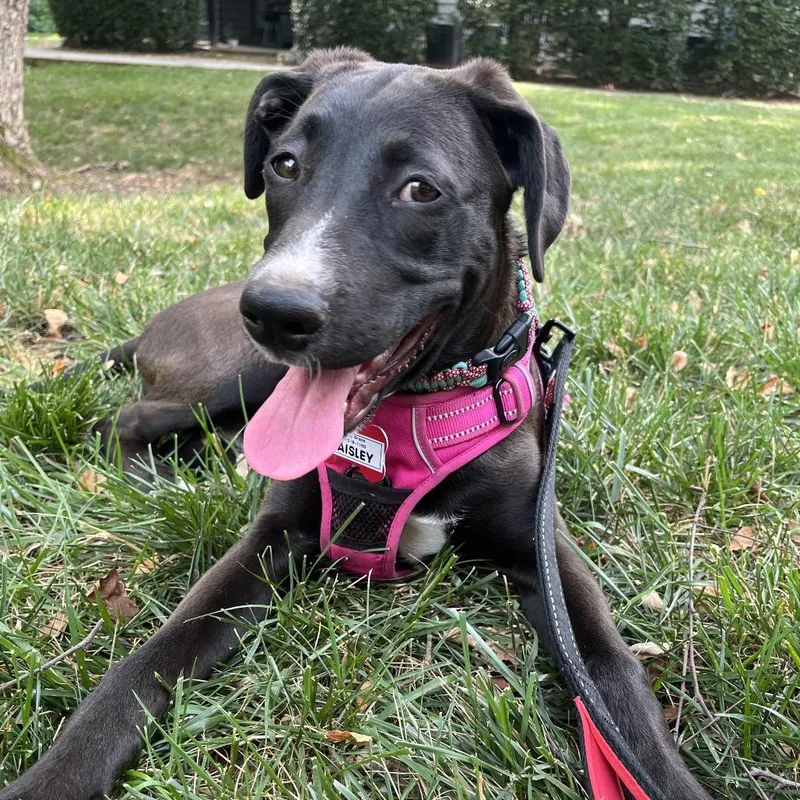 A baby medium-sized female Black Labrador Retriever dog named Paisley for adoption in Wake Forest, NC