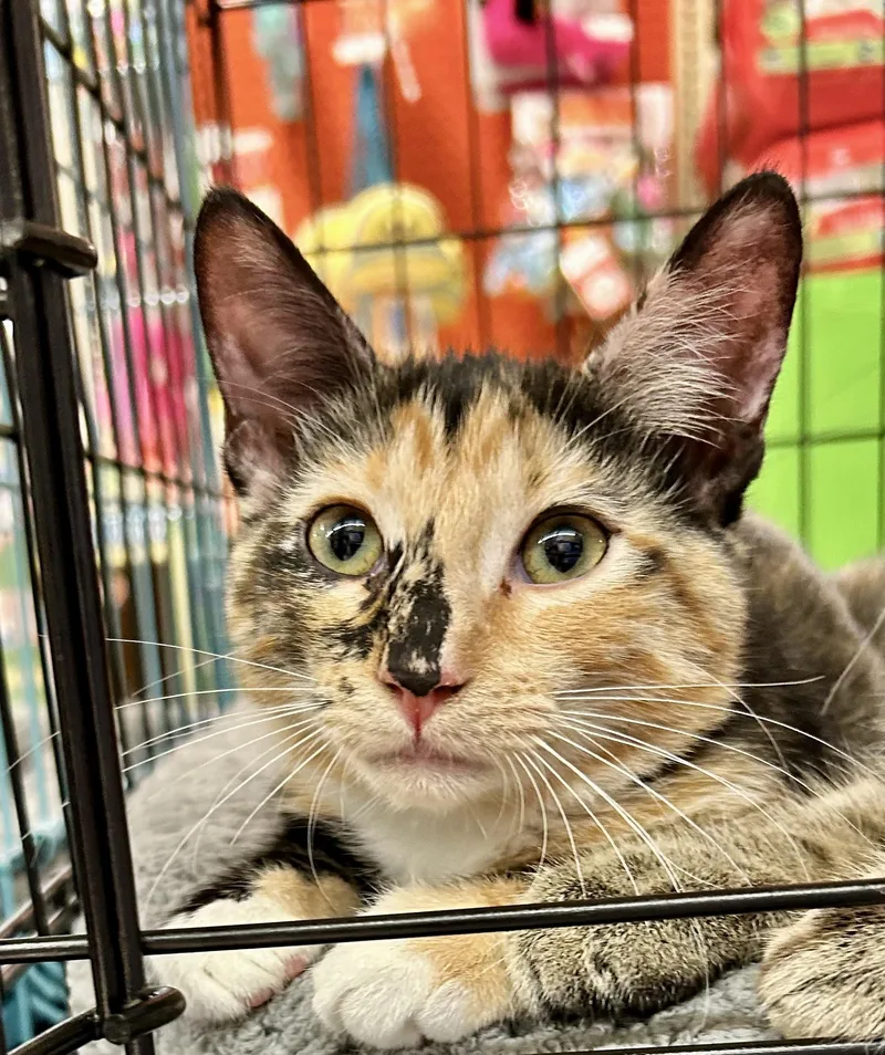 A baby small-sized female Calico Domestic Short Hair cat named Marti for adoption in Spring Branch, TX