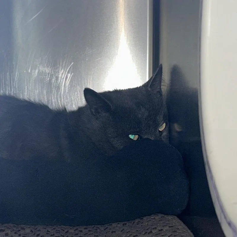 An adult medium-sized male Gray / Blue / Silver Domestic Short Hair cat named Eeyore for adoption in Charlottesville, VA