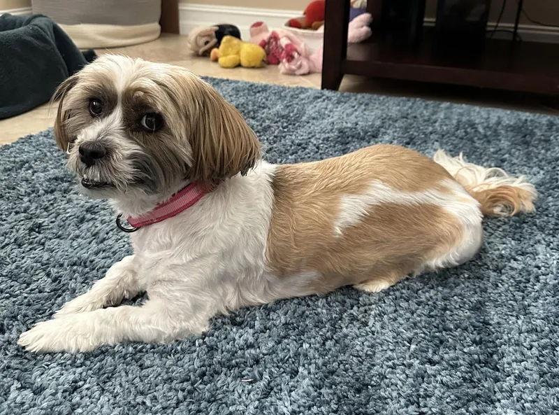 Maggie thumbnail 3