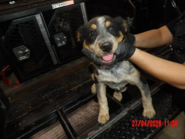 A young medium-sized female Black Mixed Breed dog named Bella for adoption in Hobbs, NM