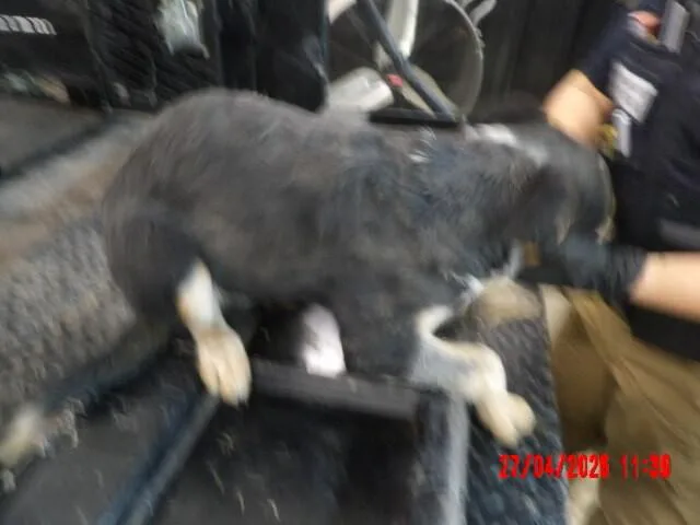Bella thumbnail 2
