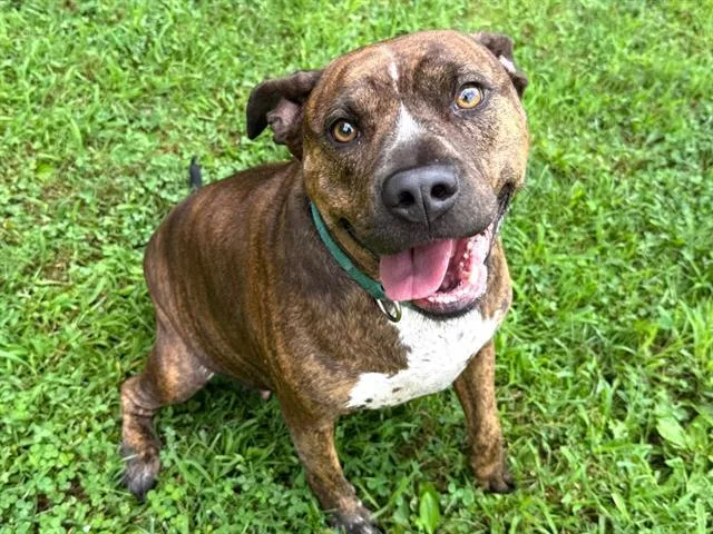 An adult large-sized female English Bulldog dog named Juno for adoption in Haw River, NC