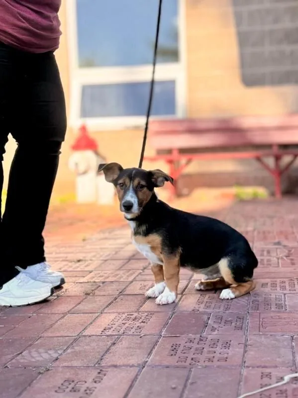 A young medium-sized male Rat Terrier dog named Big Boogie for adoption in Wooster, OH
