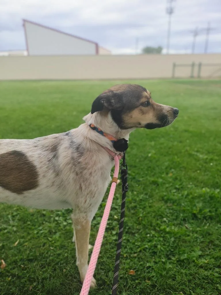 A young medium-sized female Australian Cattle Dog / Blue Heeler dog named Nala Nicetherine Nixta for adoption in Fort Lupton, CO