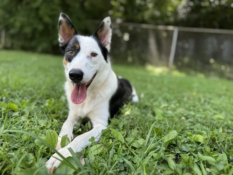 An adult medium-sized female Tricolor (Brown, Black, & White) Mixed Breed dog named Lumen for adoption in Leitchfield, KY