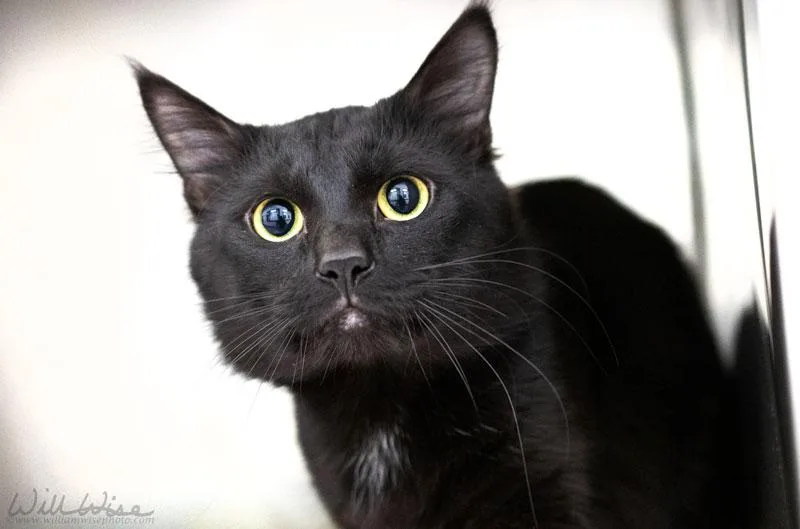 A young medium-sized male Black Domestic Medium Hair cat named Markus for adoption in Monroe, GA