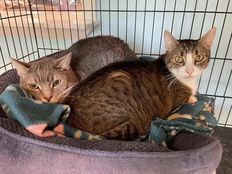 An adult medium-sized male Domestic Short Hair cat named Scamper & Carson for adoption in Wells, ME