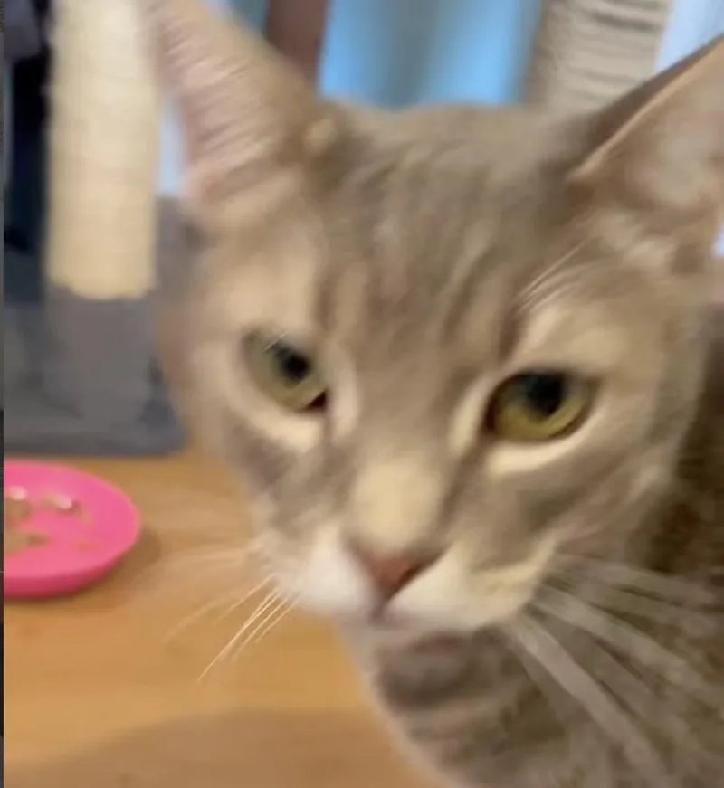 Scamper & Carson thumbnail 3