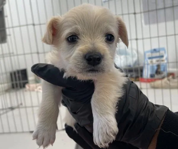 A baby medium-sized male Poodle dog named Cello for adoption in San Diego, CA