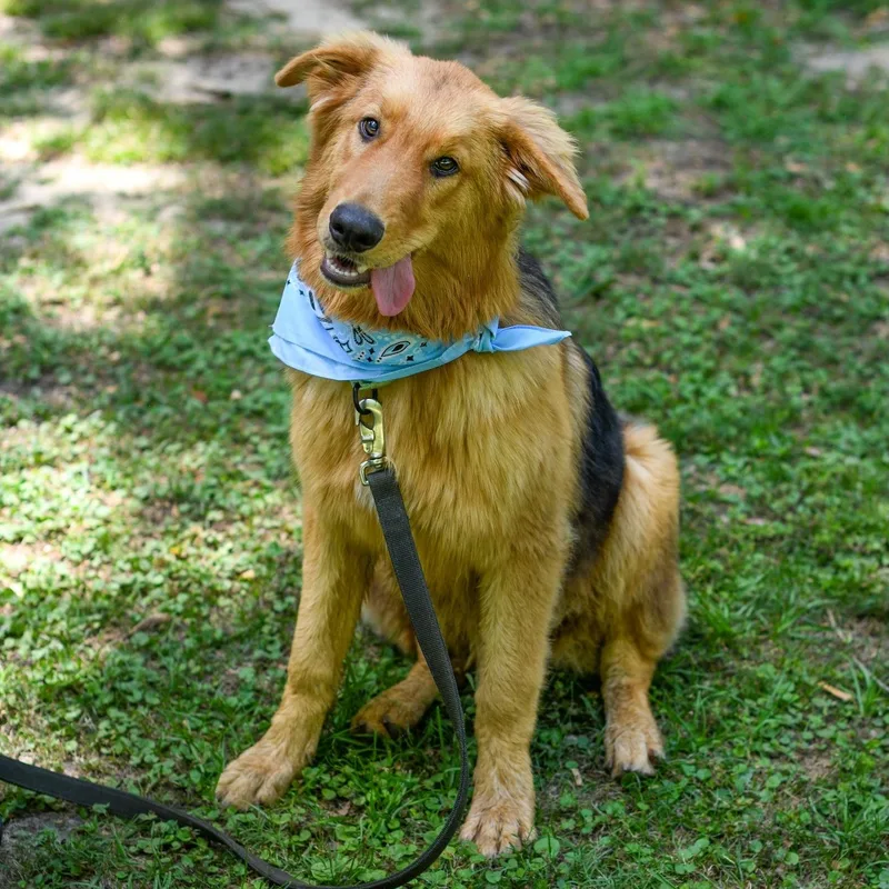 A baby medium-sized male Yellow / Tan / Blond / Fawn Mixed Breed dog named Luffy for adoption in BONIFAY, FL