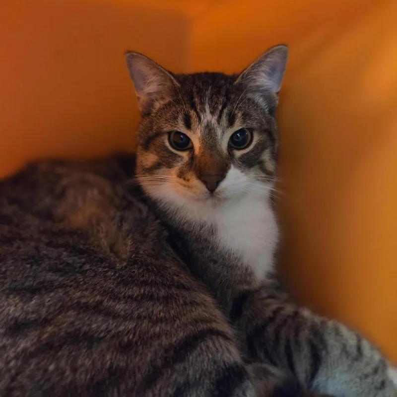 Habanero thumbnail 2