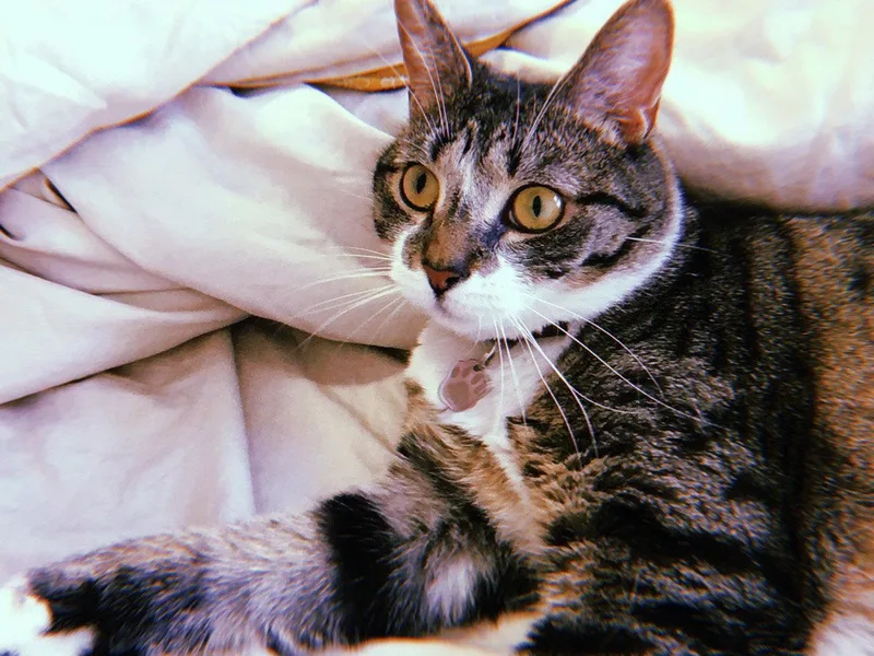 Jonesy