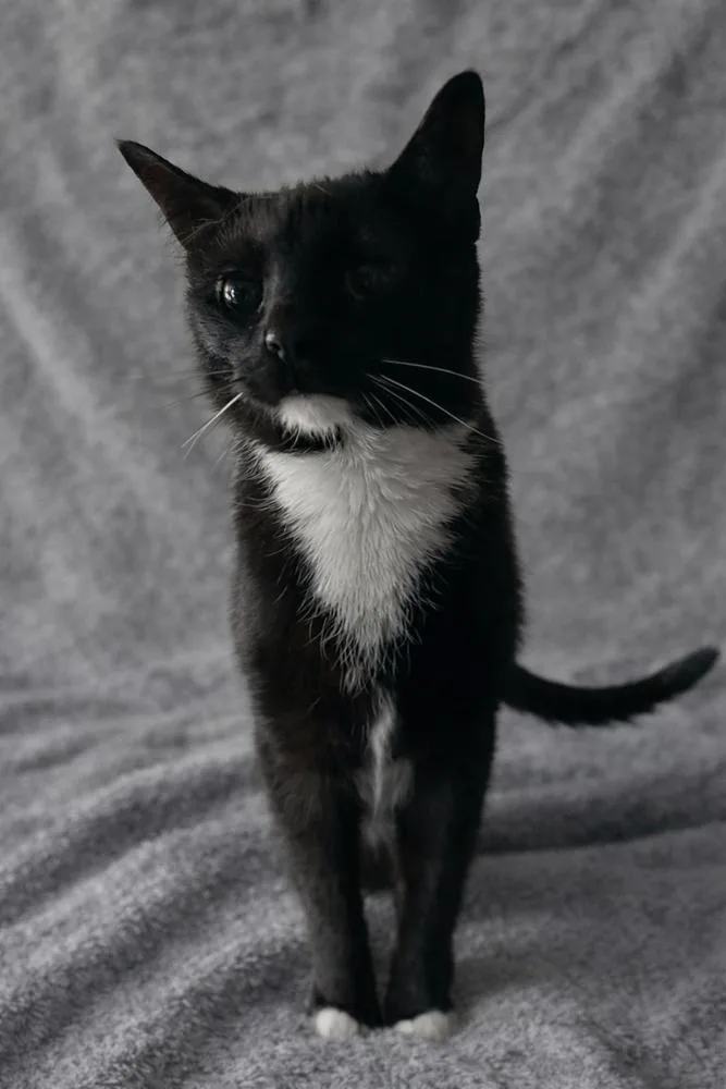 An adult medium-sized male Black & White / Tuxedo Domestic Short Hair cat named Vega for adoption in Carrollton, VA