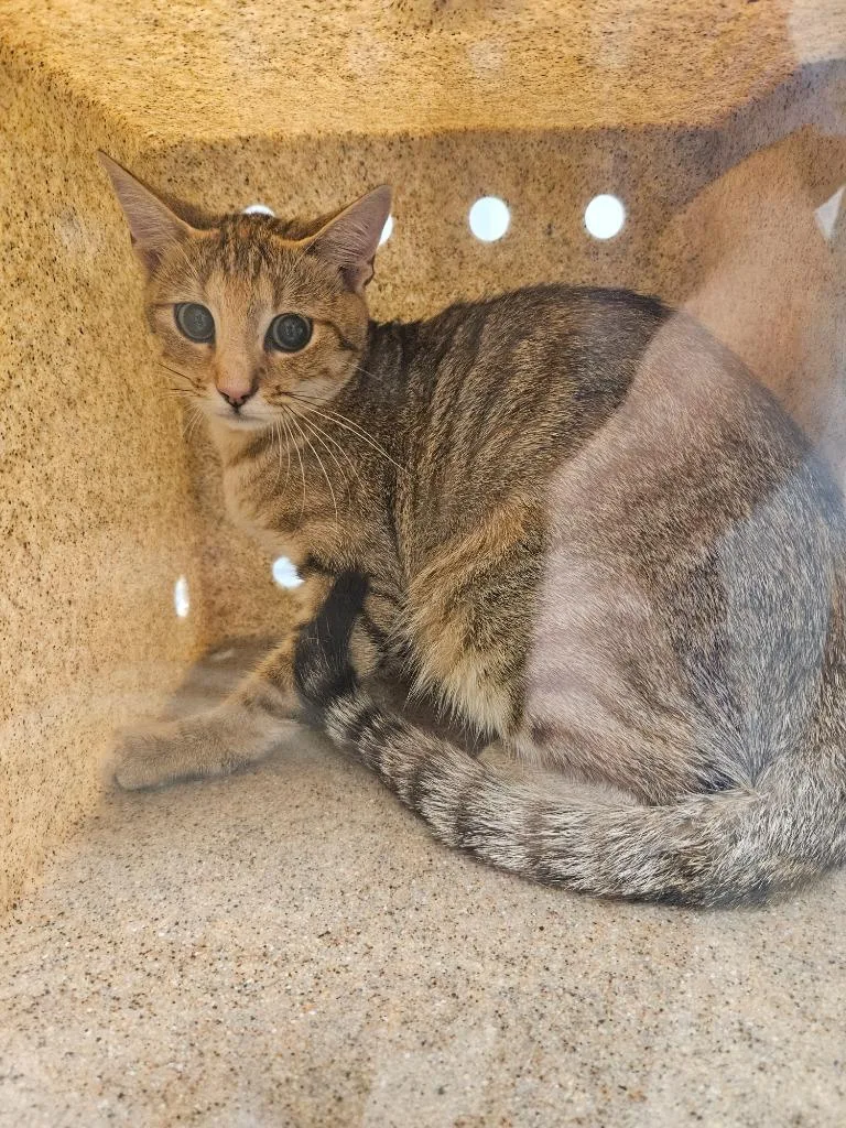 A baby medium-sized female Domestic Short Hair cat named Working Cat: Angelica for adoption in Bloomington, IN