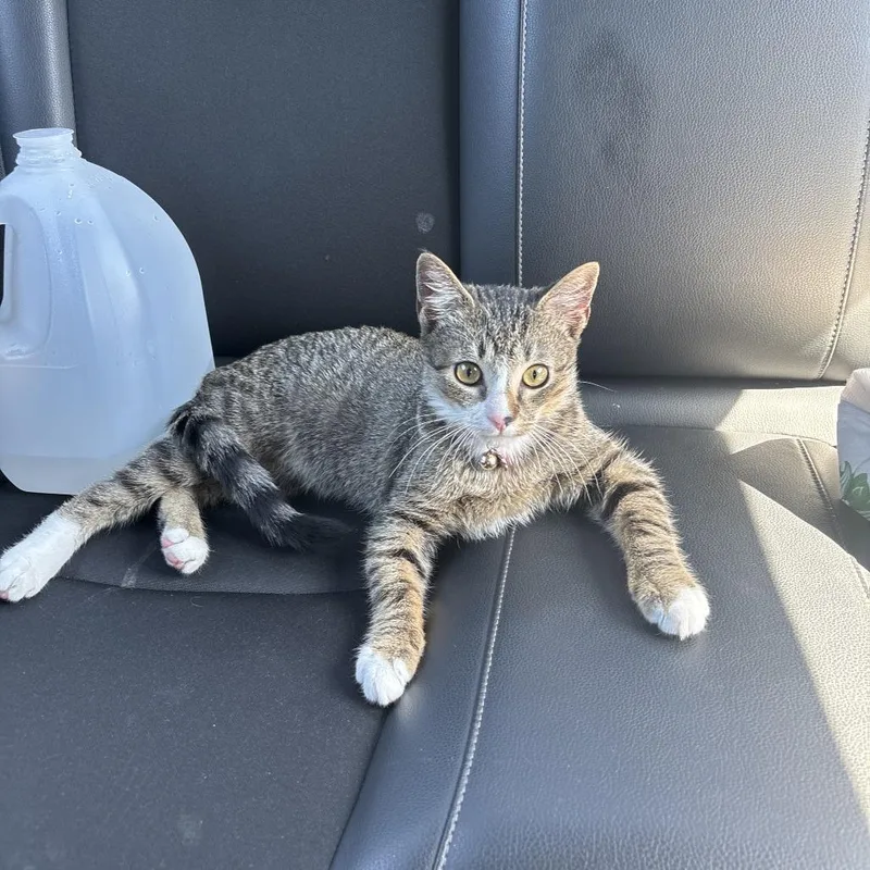 A young medium-sized female Domestic Short Hair cat named Caddy for adoption in Greensboro, NC