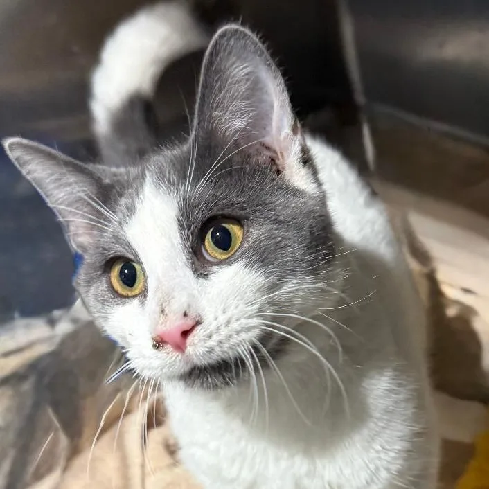 An adult medium-sized male Gray & White Domestic Short Hair cat named Oscar for adoption in Gresham, WI