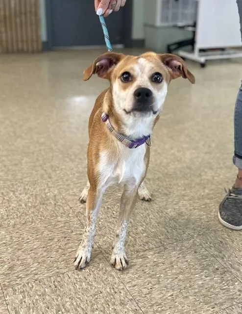 An adult small-sized male Parson Russell Terrier dog named Chase for adoption in Westminster, MD