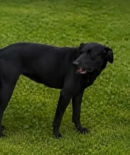 A young medium-sized female Labrador Retriever dog named Chrissy Cross for adoption in El Dorado, AR