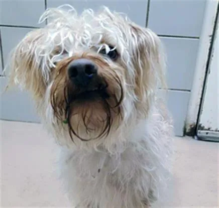 An adult small-sized male Brown / Chocolate Mixed Breed dog named Chiquita for adoption in Nashville, TN