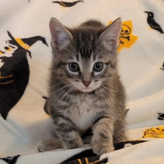 A baby small-sized female Brown / Chocolate Domestic Short Hair cat named Gizmo for adoption in HERNANDO, MS