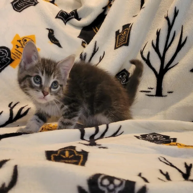 Gizmo thumbnail 2