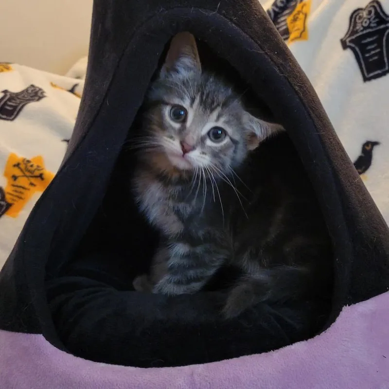 Gizmo thumbnail 3