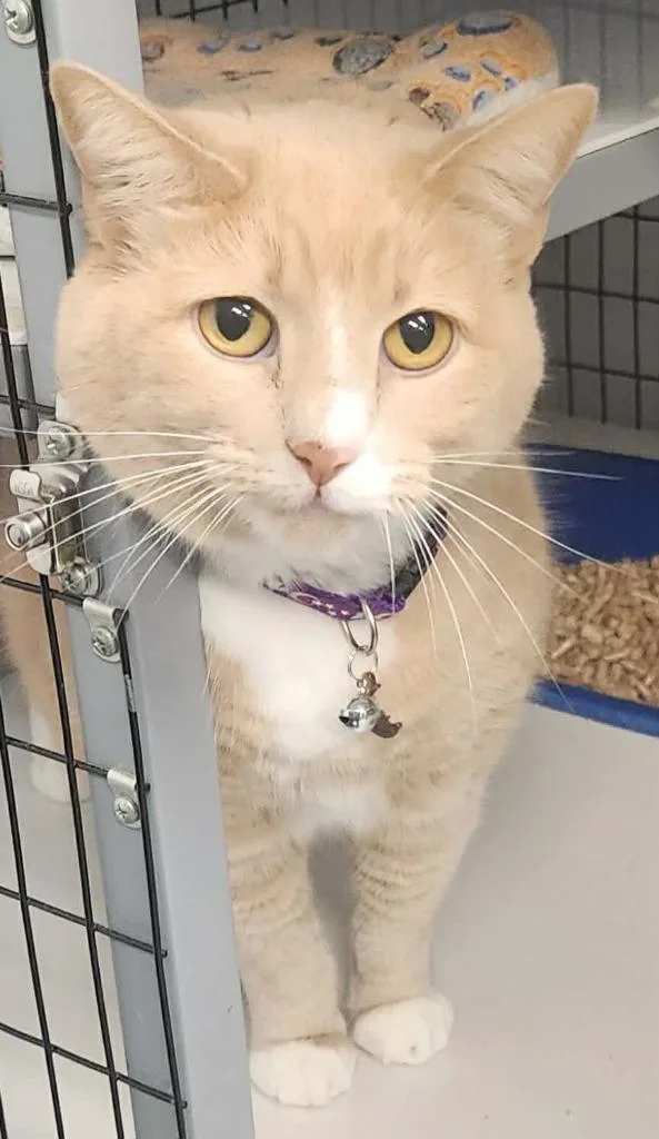 An adult medium-sized female Domestic Short Hair cat named Honey for adoption in Republic, MO