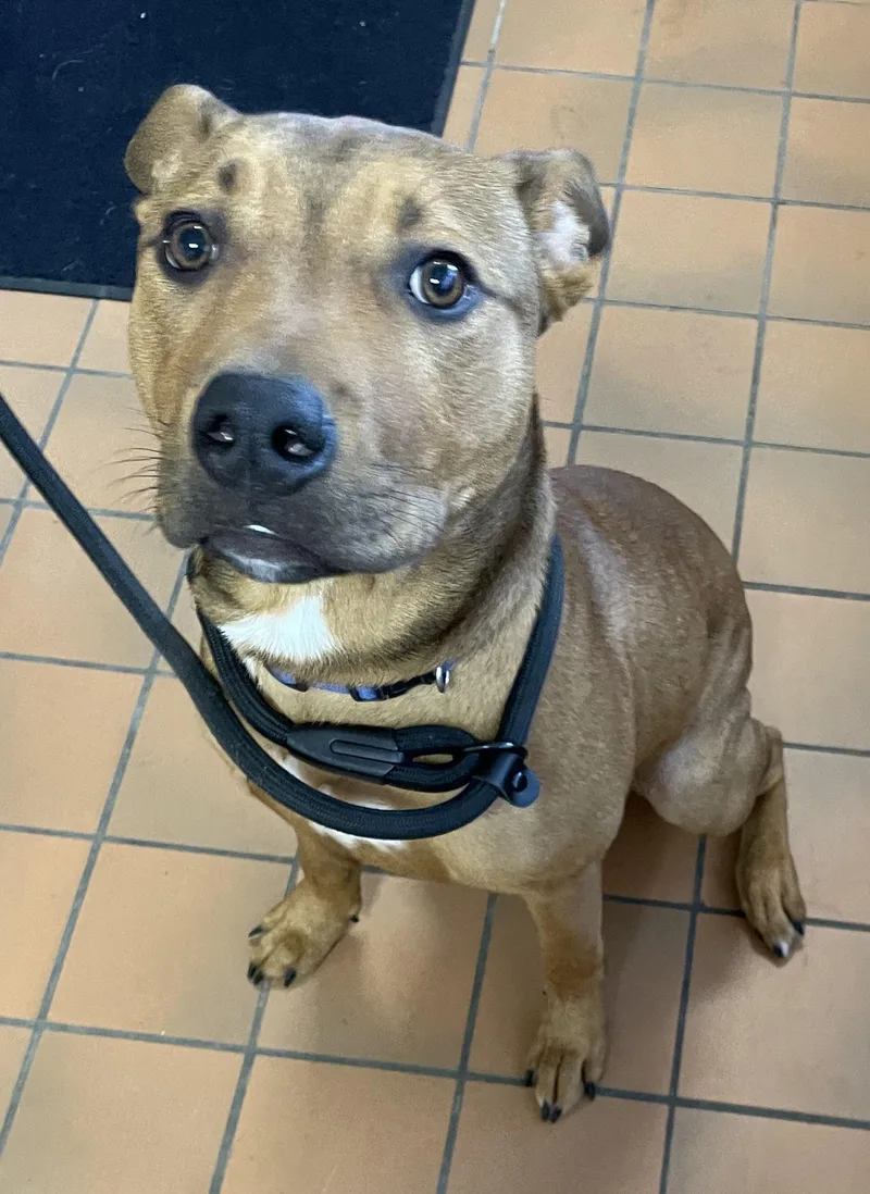 A young medium-sized male Brown / Chocolate Terrier dog named Butter HOLD for adoption in Canton, OH