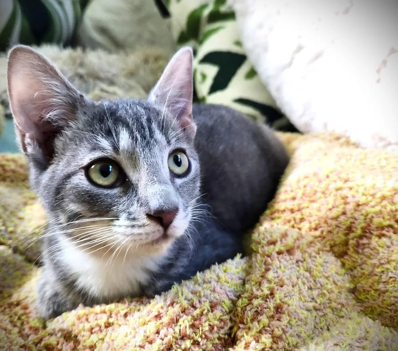 A baby medium-sized female Tabby cat named Rye for adoption in Fort Myers, FL