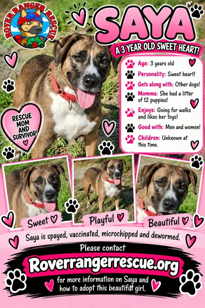 An adult large-sized female Bicolor German Shepherd Dog named Saya for adoption in Wrightwood, CA