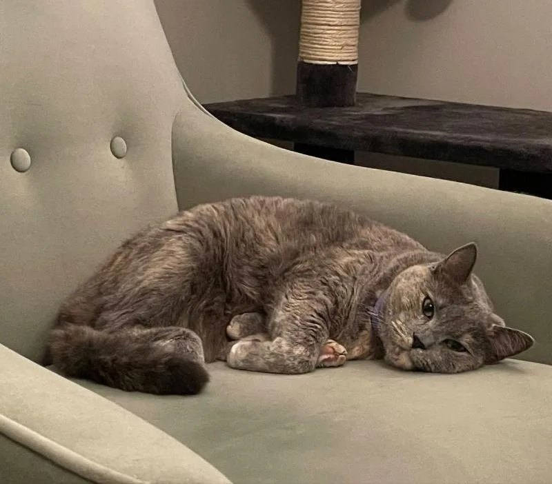 Sweet Pea thumbnail 2